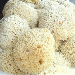 Sea Sponges Sustainability Harvested